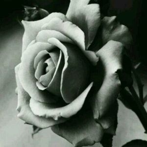 Meet your Posher, Alma rosa